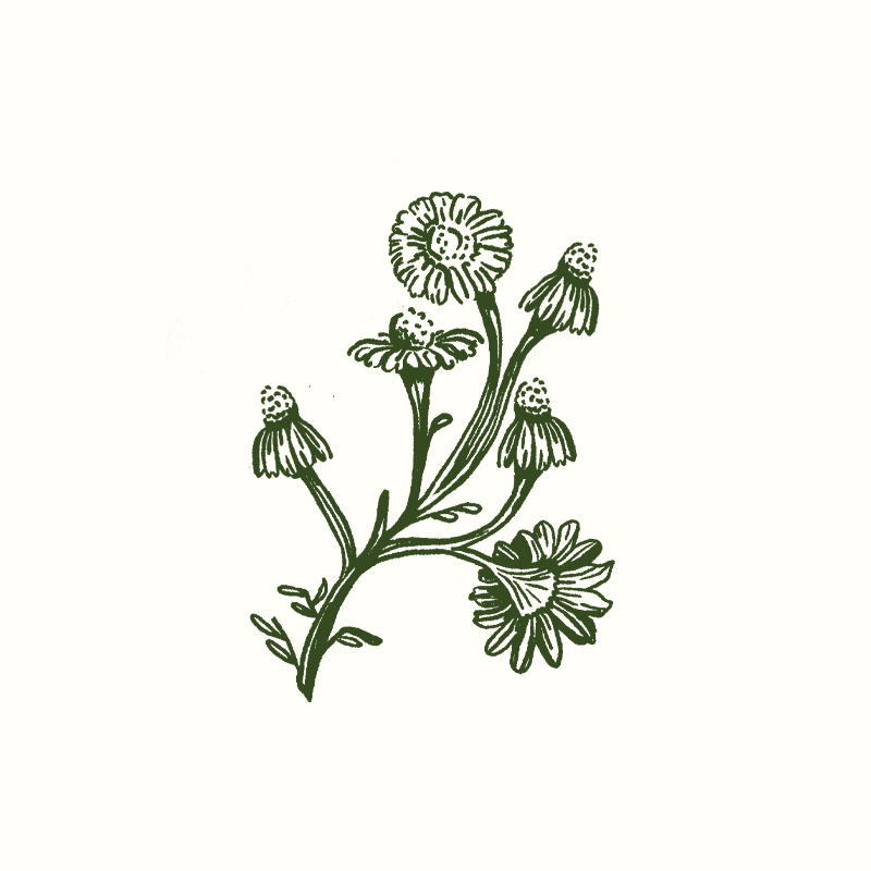 Marconi Illustration Flower