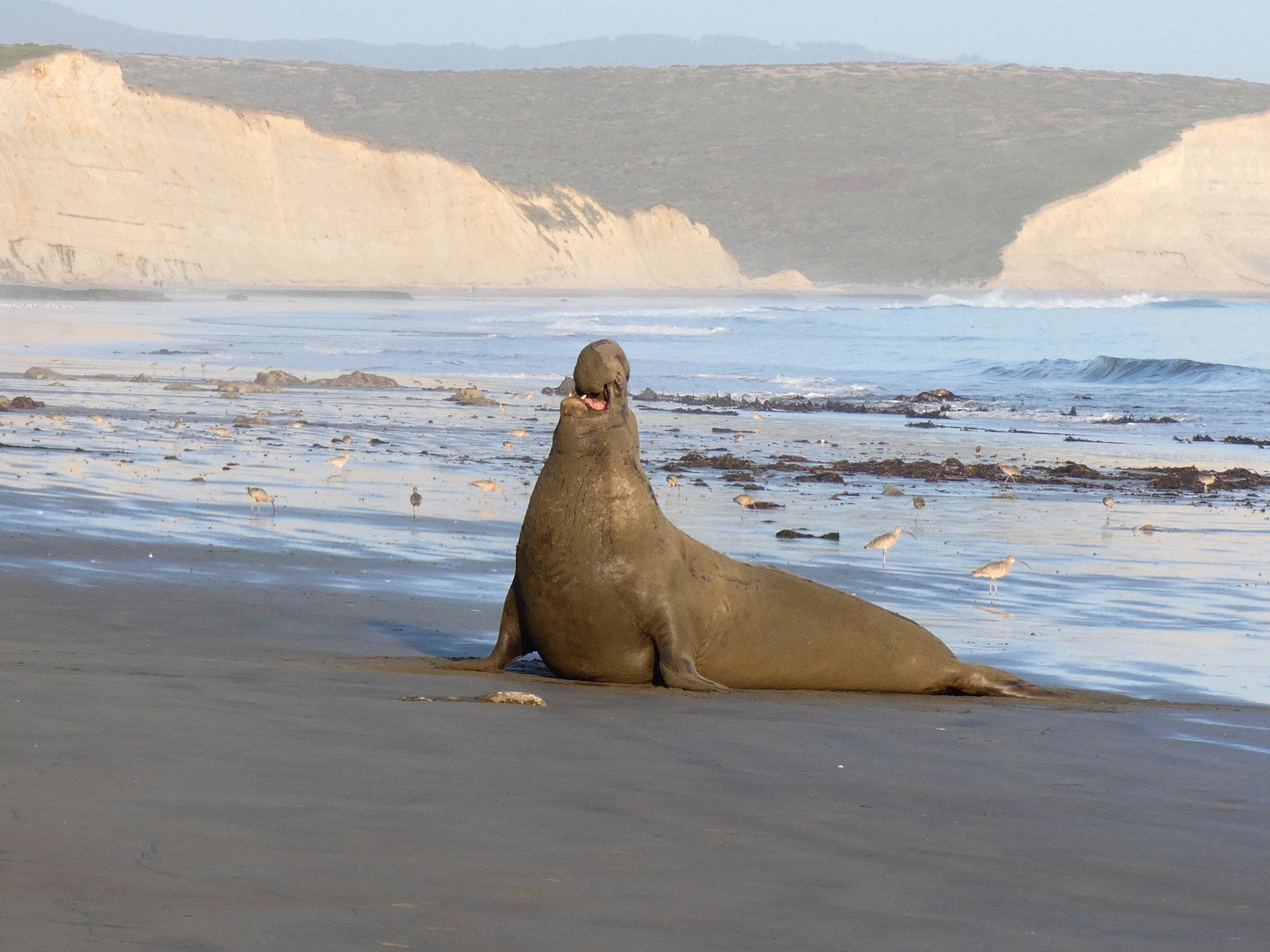 A Sub Adult Male Vocalizes On Drakes Beach. Along With Body Post