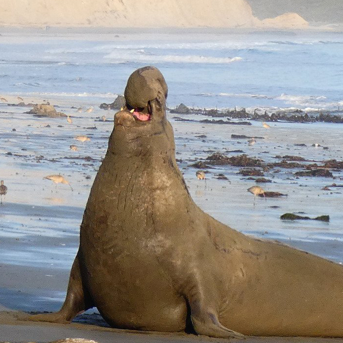 A Sub Adult Male Vocalizes On Drakes Beach. Along With Body Post