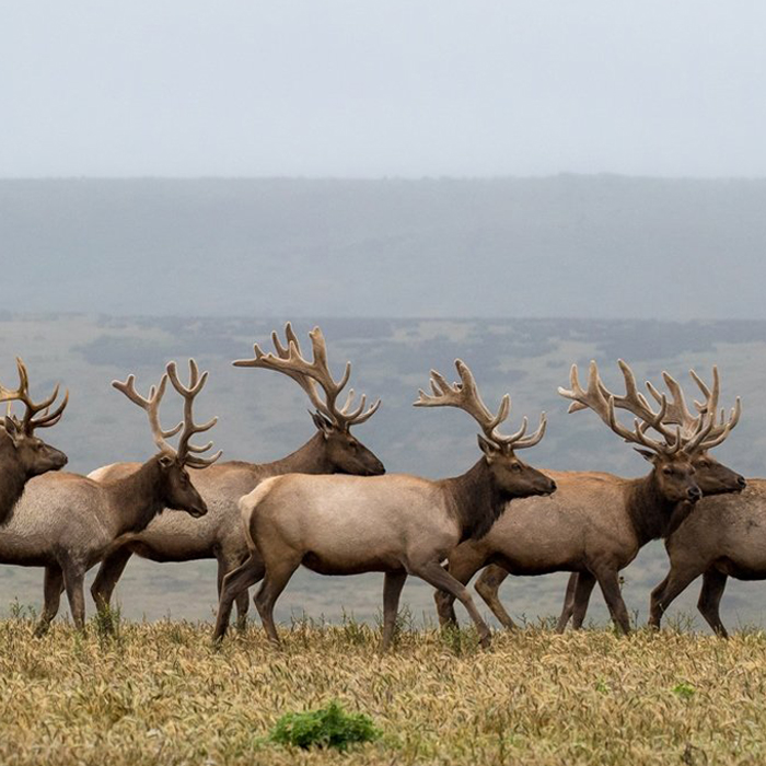 Herd Of Elk