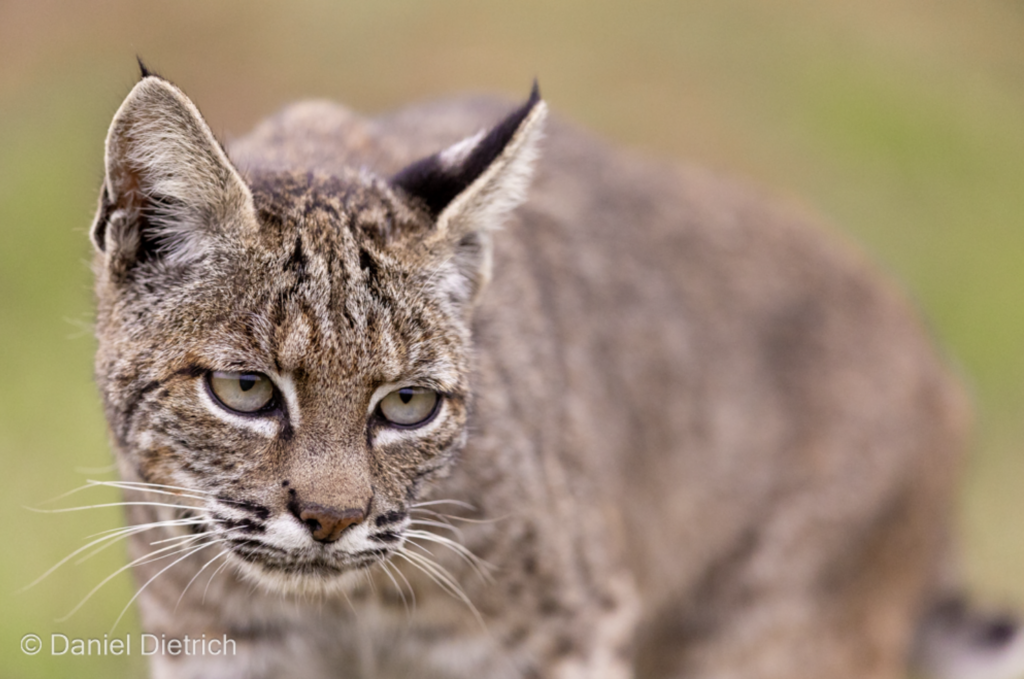 Point Reyes Safari Tours - Lodge at Marconi on Tomales Bay