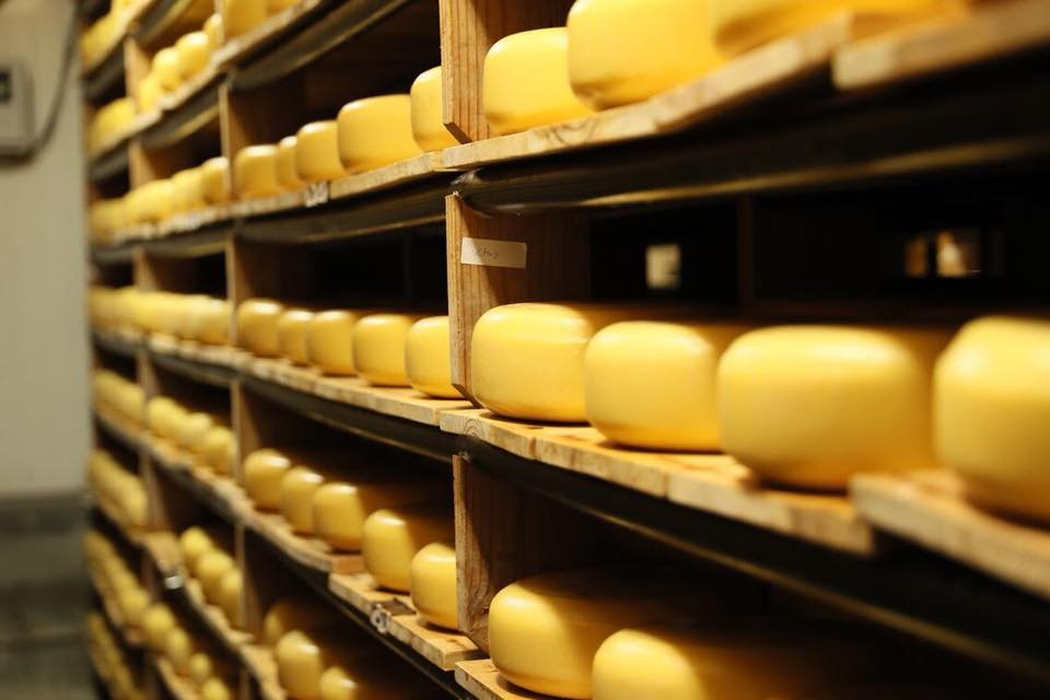 Shelves Of Cheese Being Processed