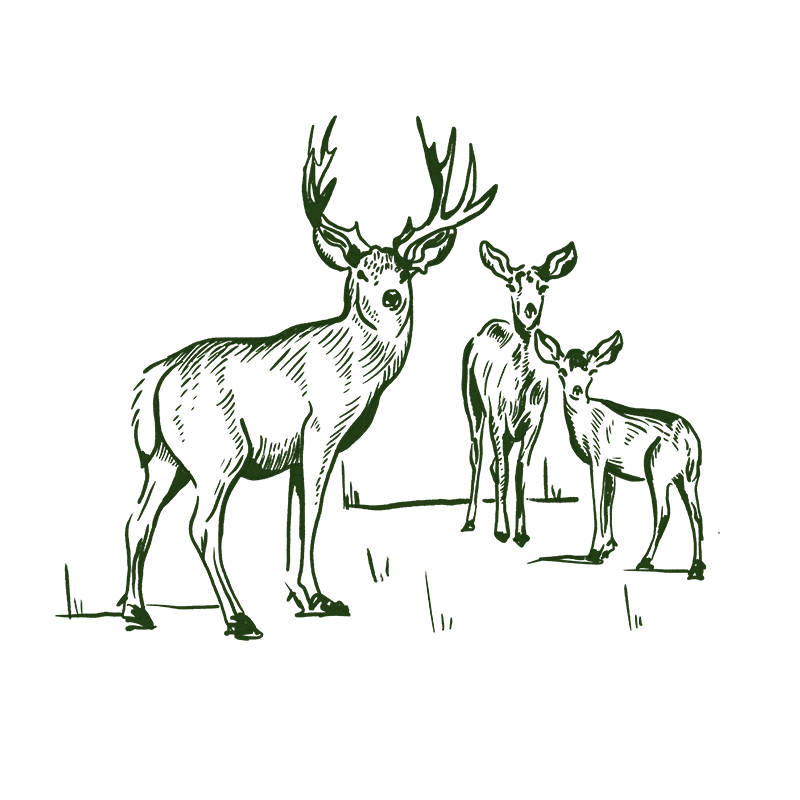 Marconi Illustration Deer Whitebg