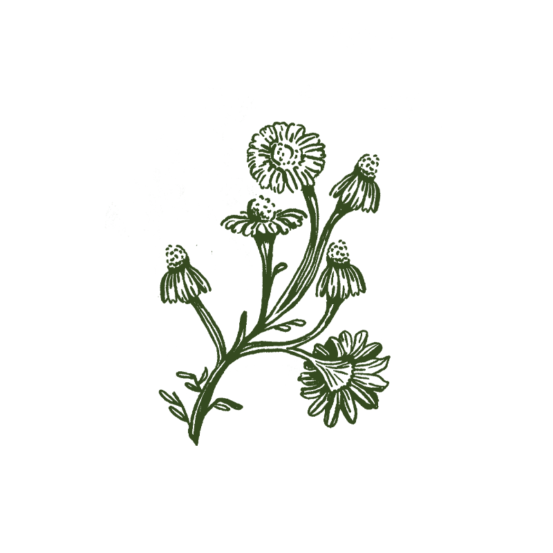 Marconi Illustration Flower Whitebg