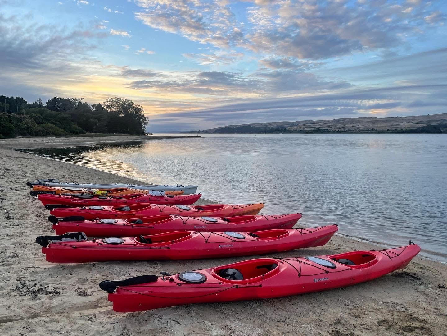 Row of kayaks on Tomales Bay shore