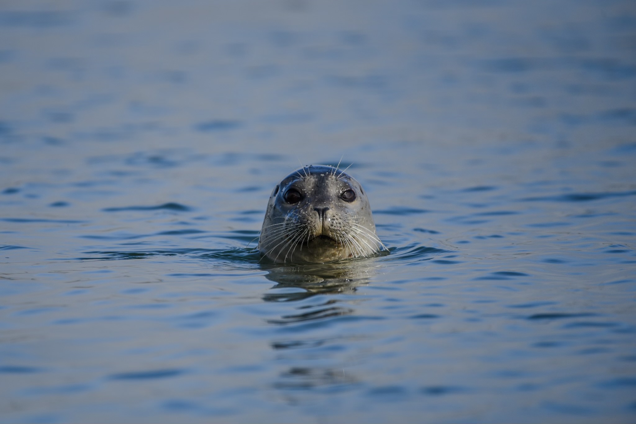 Seal poking head out of water in Tomales Bay