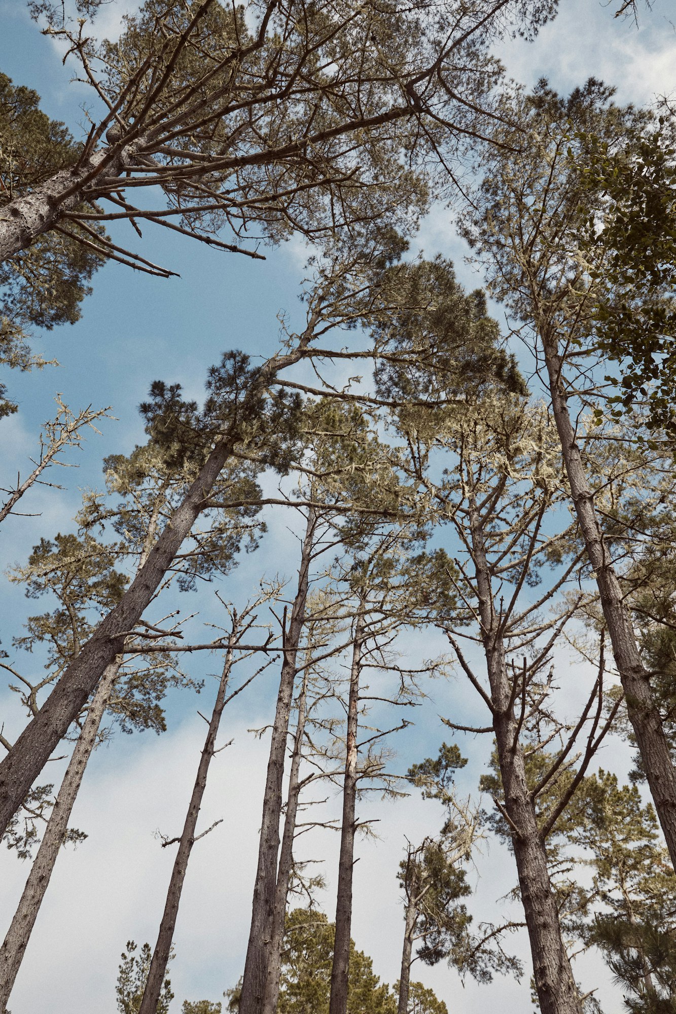 Photo of large trees within Marconi State Historic Park