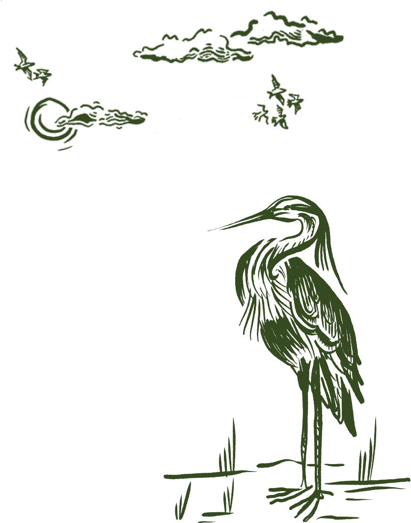 Birding Illustration