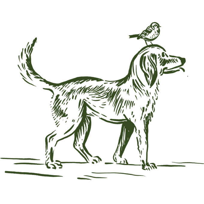 Dog Bird