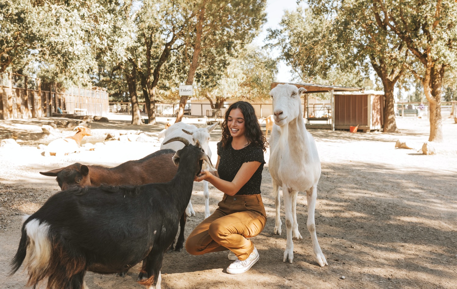 woman petting goats