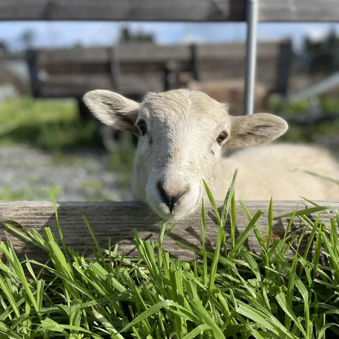 image of sheep
