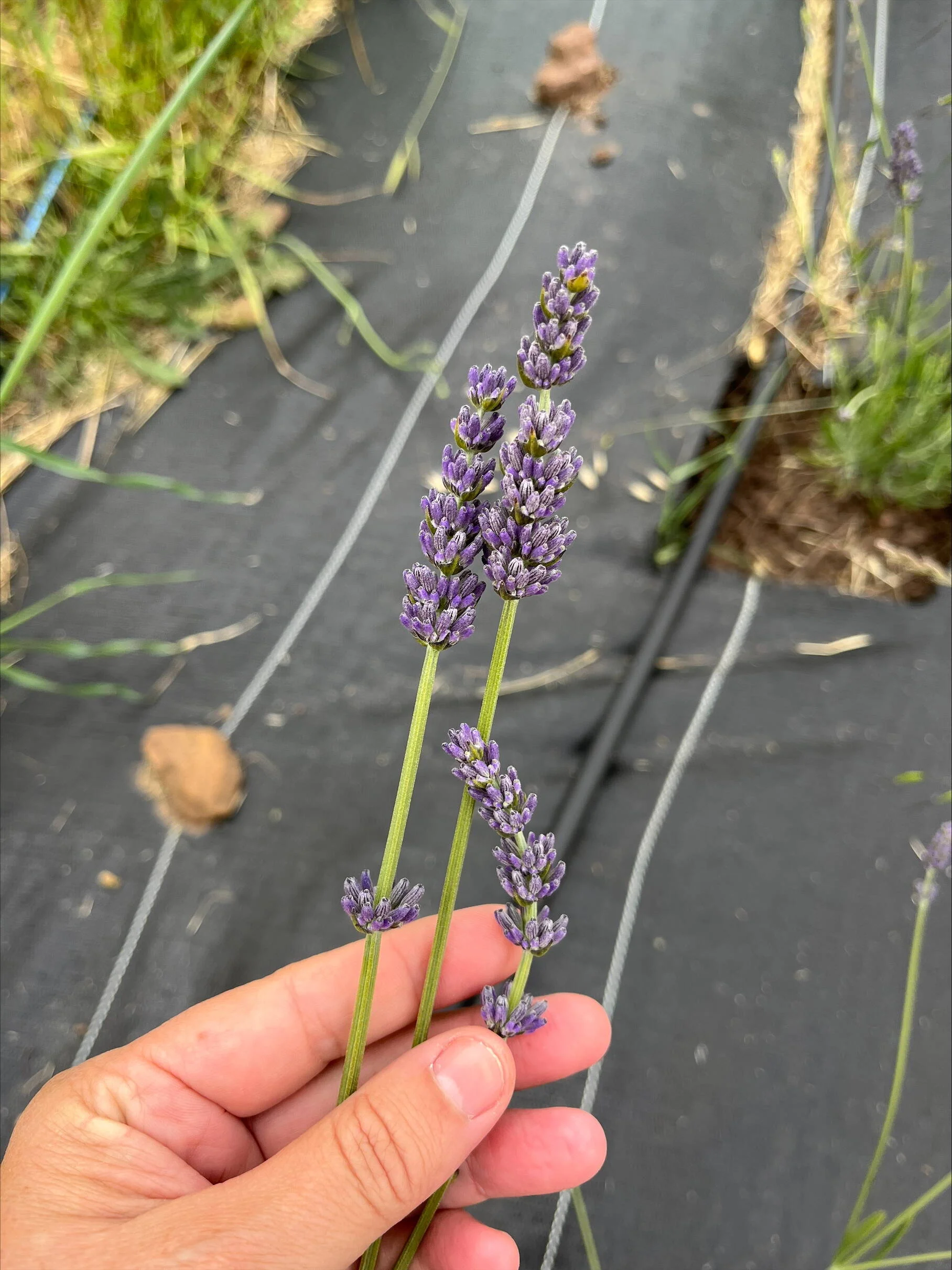 hand holding lavender