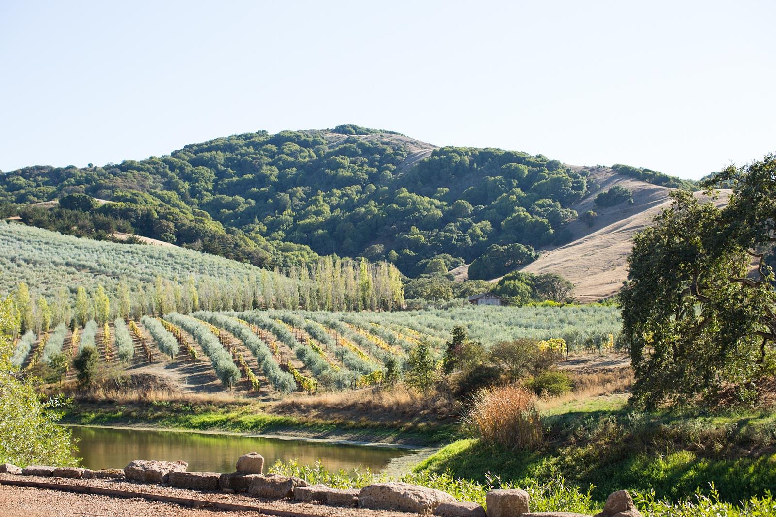 view of McEvoy Ranch vineyard
