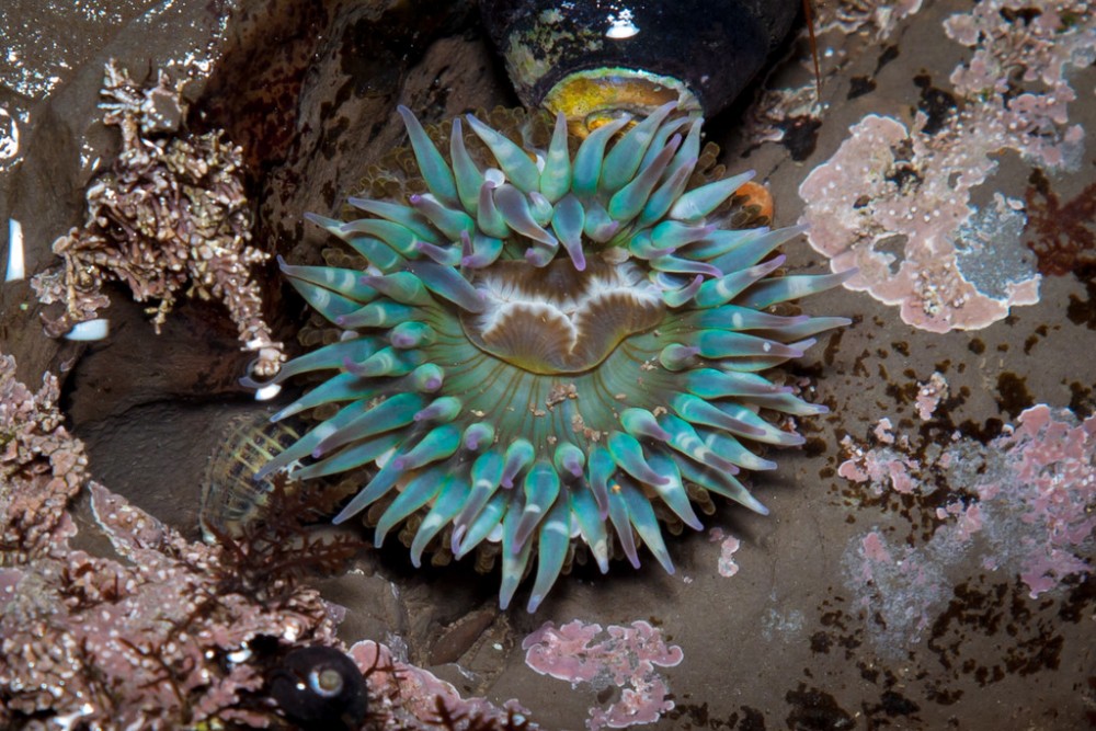 sea anemone