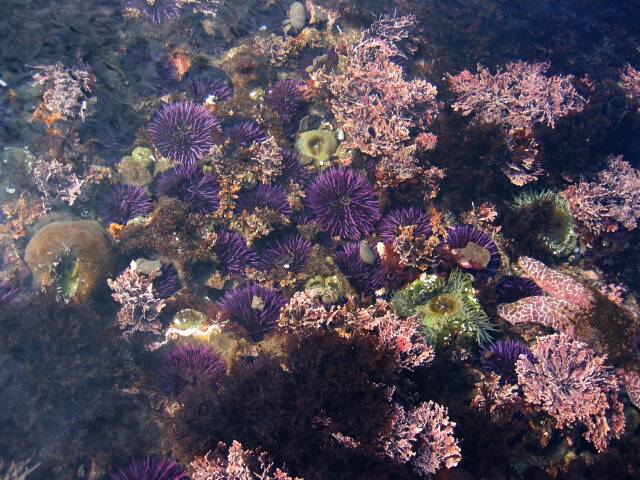 Sea urchins