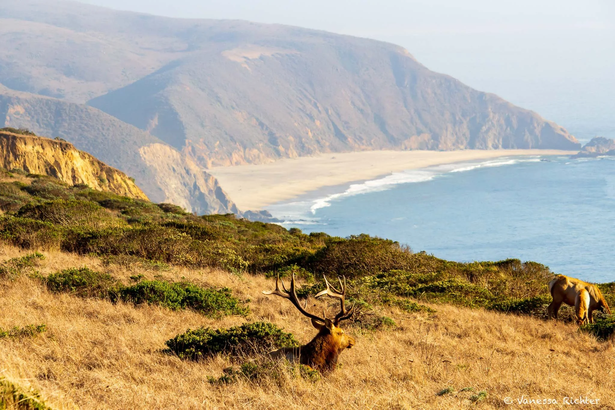 elk on Tomales Point trail