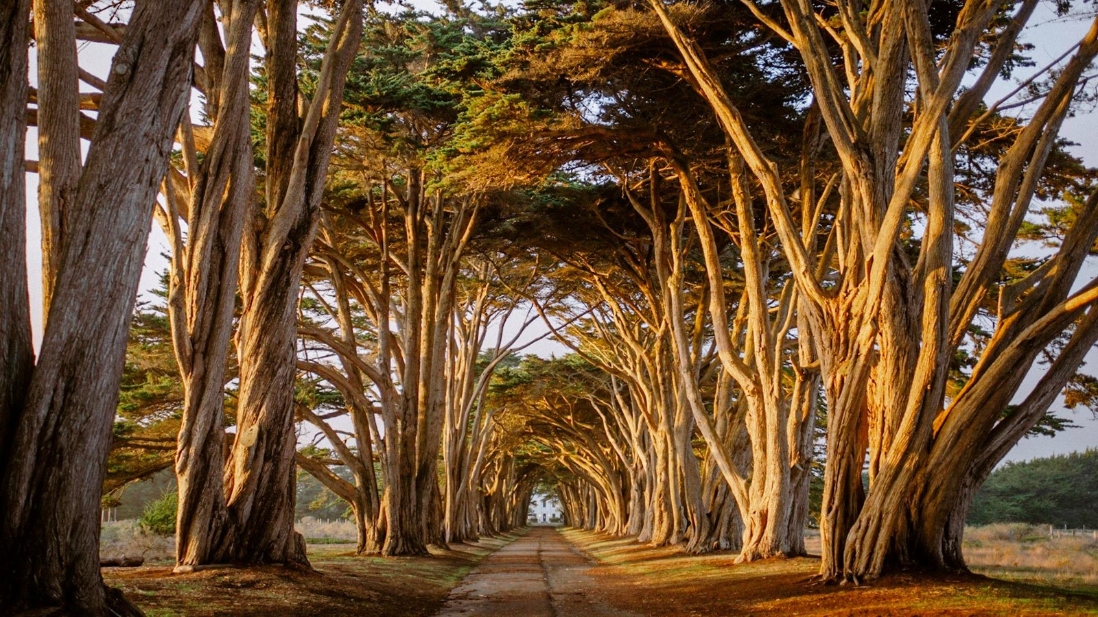 image of cypress tunnel leading to KPH radio station