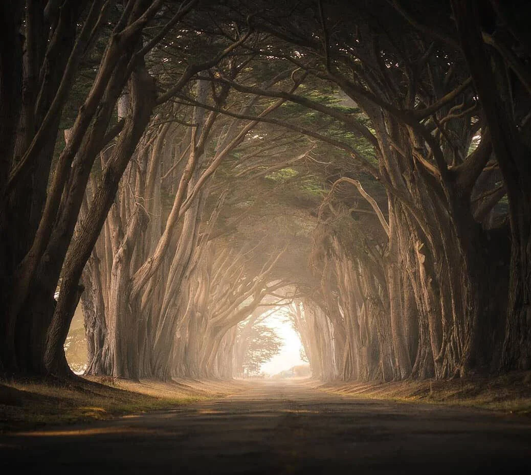 cypress tunnel at sunset